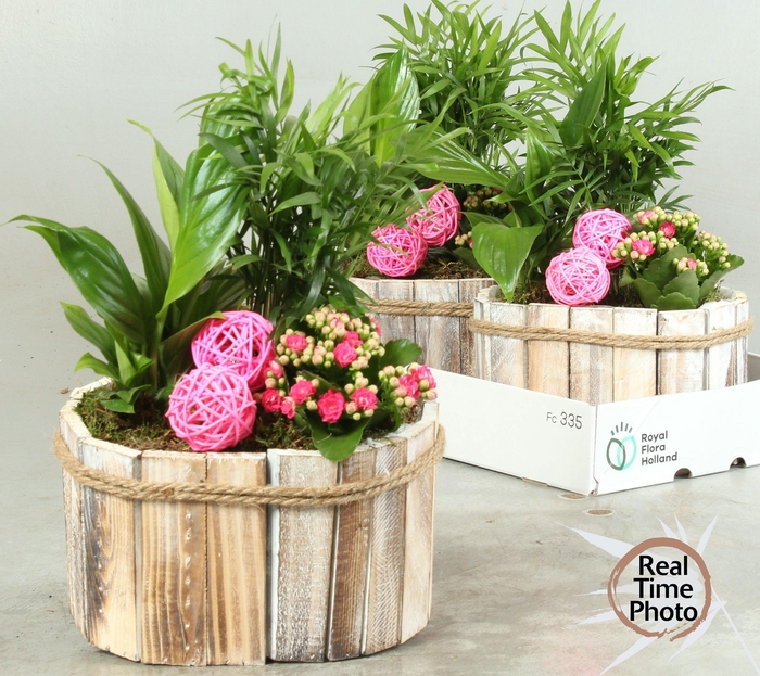 <h4>ARR KAMERPL</h4>