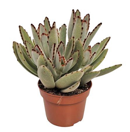 <h4>Kalanchoe Tomentosa</h4>