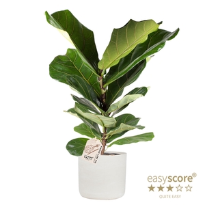 FICUS LYRATA P19