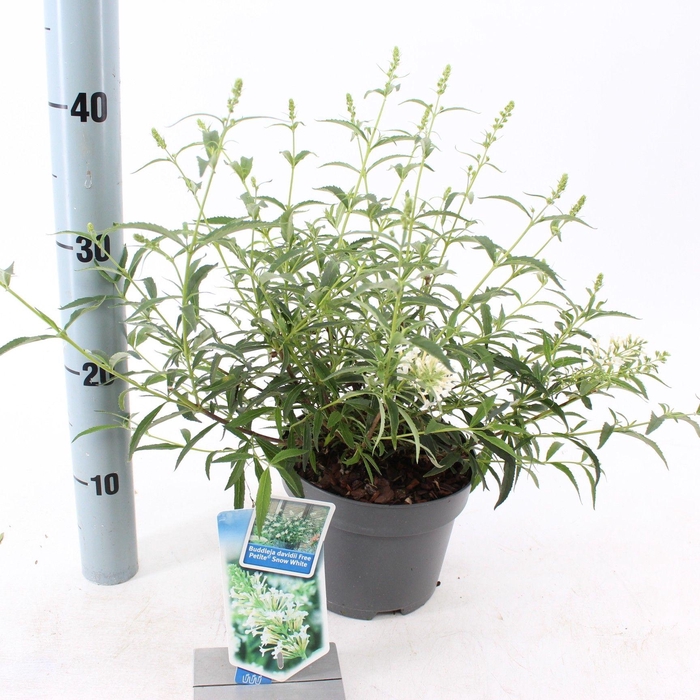 <h4>Buddleja dav. Free Petite© Snow White ('Podaras 15'PBR)</h4>