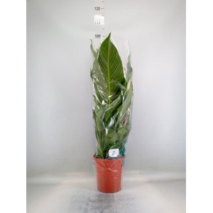 Spathiphyllum  'Sweet Lauretta'