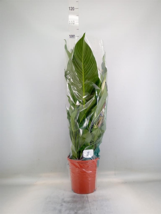 <h4>Spathiphyllum  'Sweet Lauretta'</h4>
