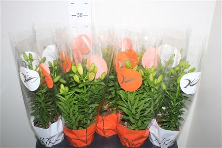 <h4>Lil Az Gem 3 Pp</h4>