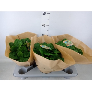 Peperomia albov. 'Rana Verde'