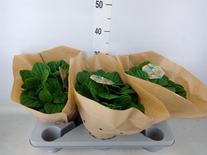 <h4>Peperomia albov. 'Rana Verde'</h4>