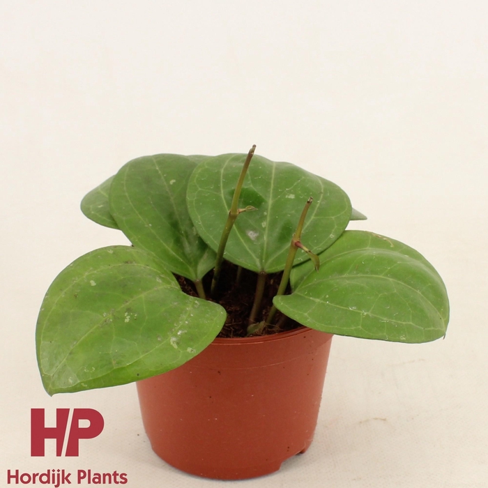 <h4>Hoya 'Sarawak Cream' P12</h4>