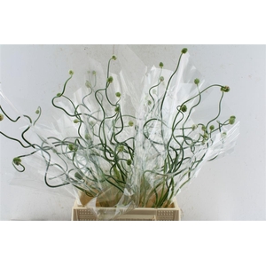 Allium Snake Ball