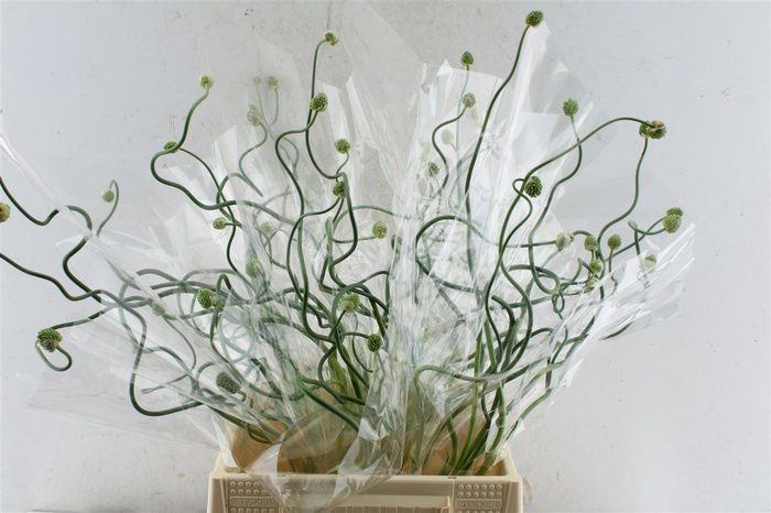 <h4>Allium Crazy Beans</h4>