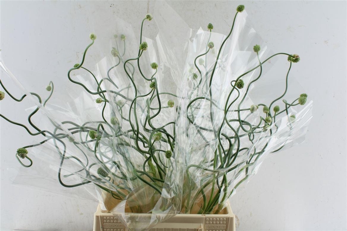 Allium Snake Ball