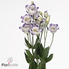 Lisianthus do rosita blue picotee
