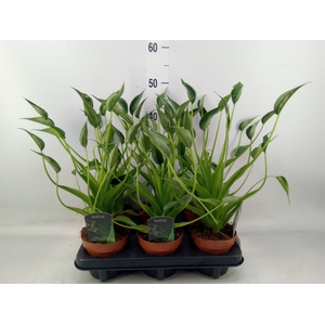 Alocasia  'Tiny Dancers'