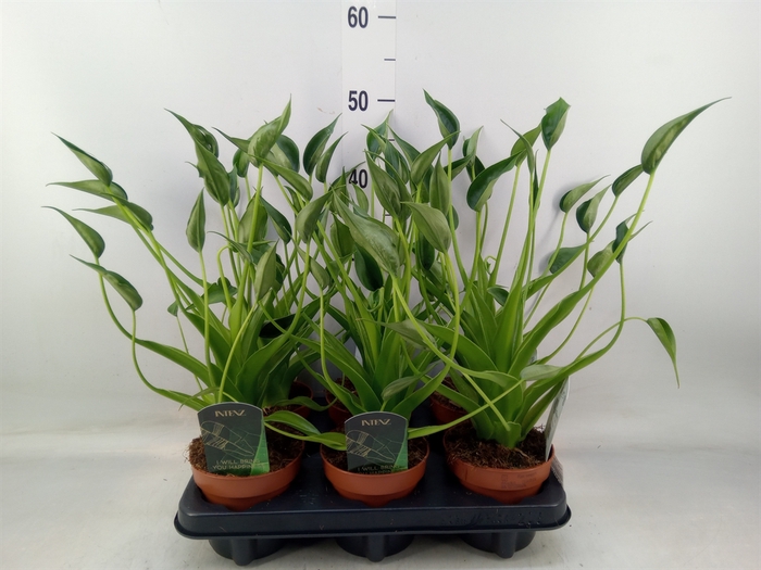 <h4>Alocasia  'Tiny Dancers'</h4>
