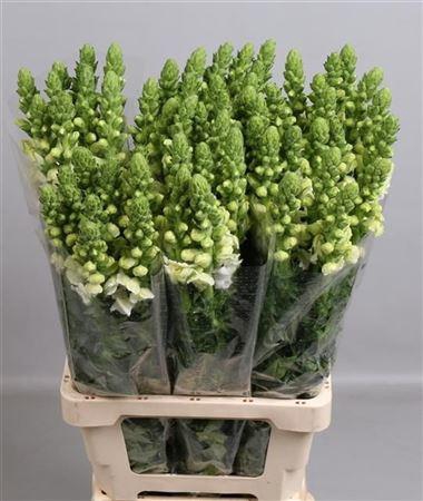 <h4>Antir Potomac White</h4>