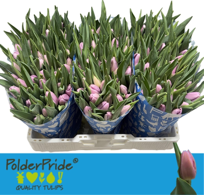 <h4>TU EN ARGOS</h4>