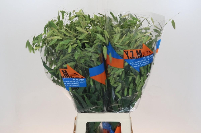 <h4>Chasmanthium Green</h4>