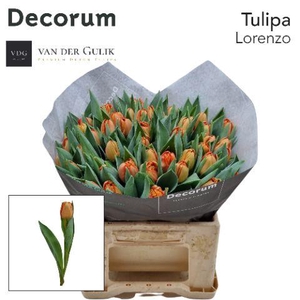 TU DU LORENZO 1x50 klok 1