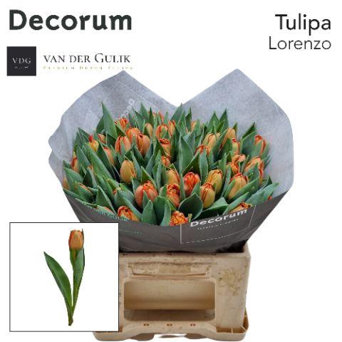 <h4>TU DU LORENZO 1x50 klok 1</h4>