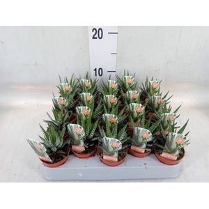 Haworthia fasciata 'Big Band'