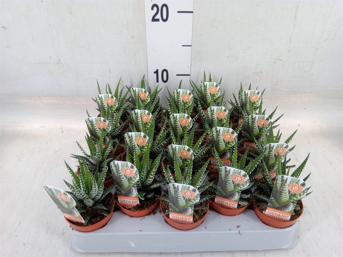 <h4>Haworthia fasciata 'Big Band'</h4>