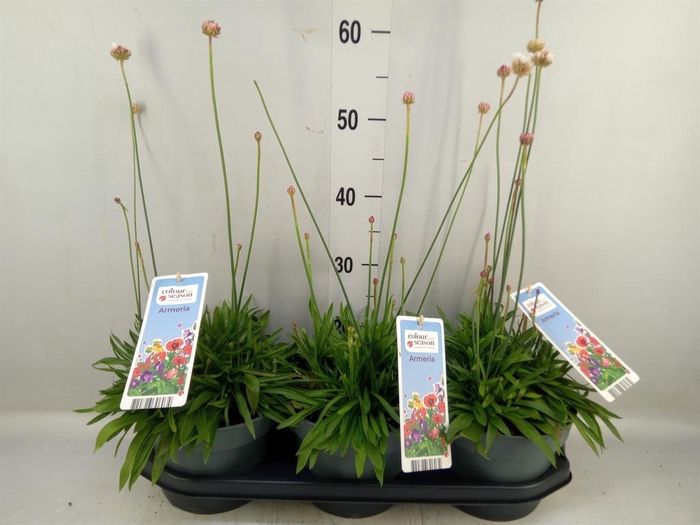 Rhodanthemum  'Casablanca'