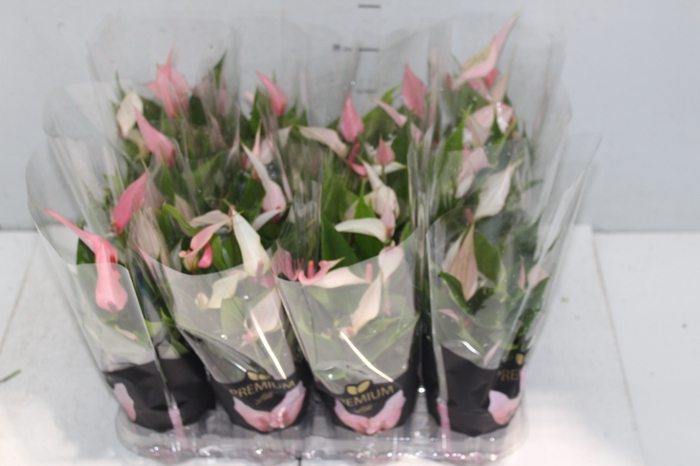 <h4>ANTHURIUM LILLI P09 PREMIUM</h4>