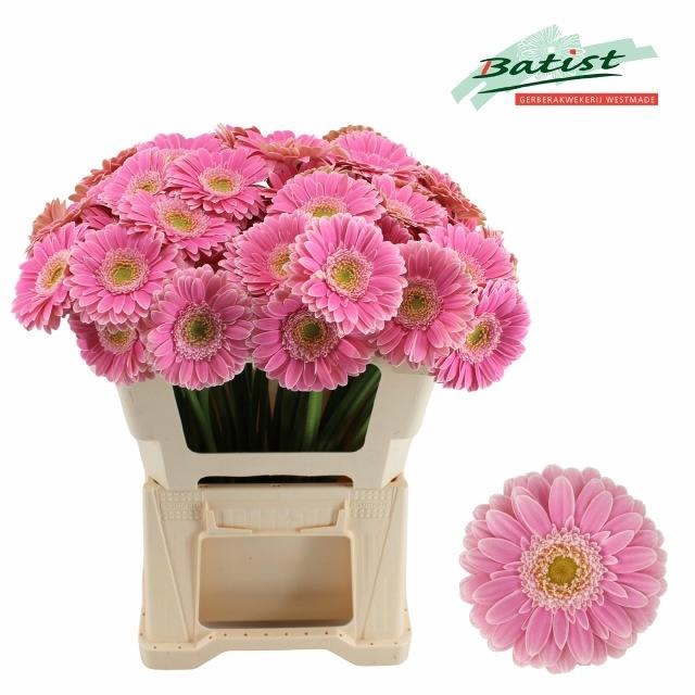 <h4>GE MI ROSAMUNDE</h4>