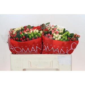 Hypericum Rainbow Romance