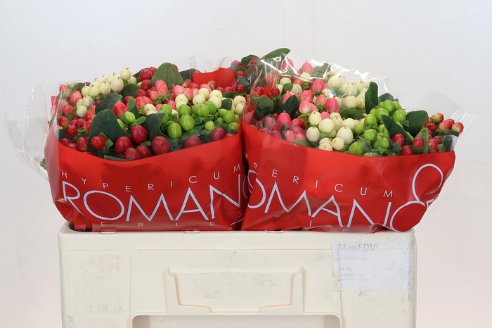 Hypericum Rainbow Romance