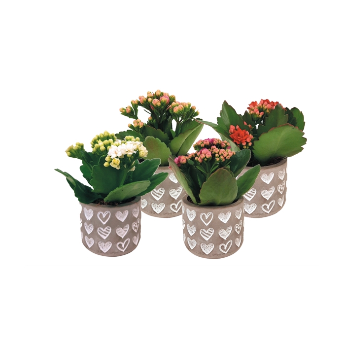 <h4>KP-813.1 - Kalanchoe Rosalina 6cm in betonnen hartjespot</h4>