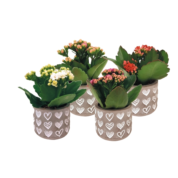 KP-813.1 - Kalanchoe Rosalina 6cm in betonnen hartjespot
