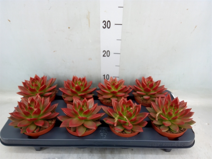 <h4>Echeveria  'Miranda'</h4>