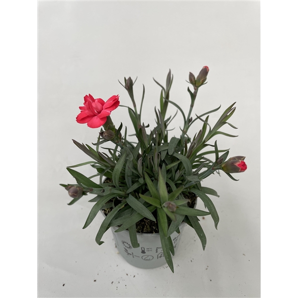 <h4>Dianthus Carmen Red p9</h4>