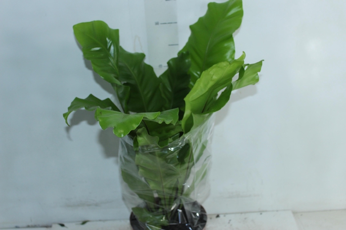 <h4>ASPLENIUM NIDUS P17</h4>