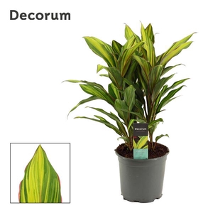 Cordyline Kiwi Toef 19 cm (Decorum)