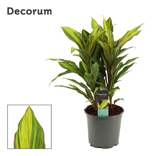 <h4>Cordyline Kiwi Toef 19 cm (Decorum)</h4>