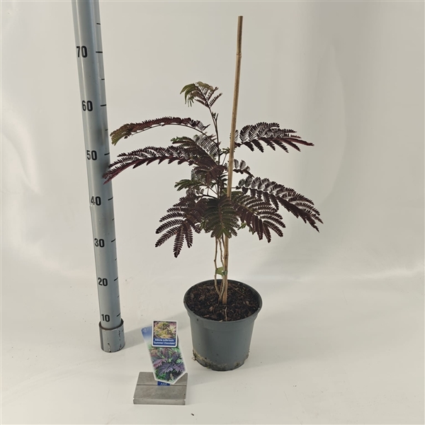 <h4>Albizia julibrissin 'Summer Chocolate' PBR</h4>