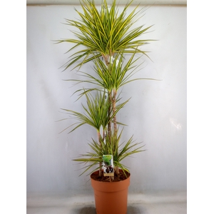 Dracaena marg. 'Sunray'