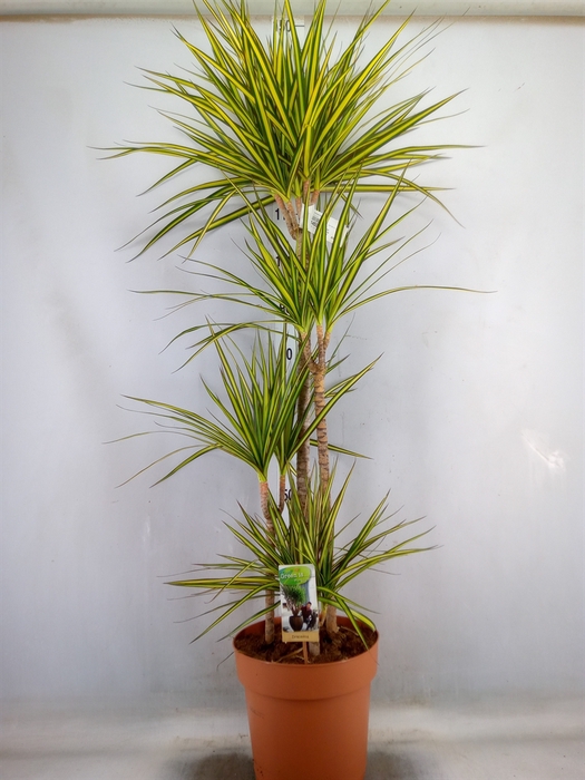<h4>Dracaena marg. 'Sunray'</h4>