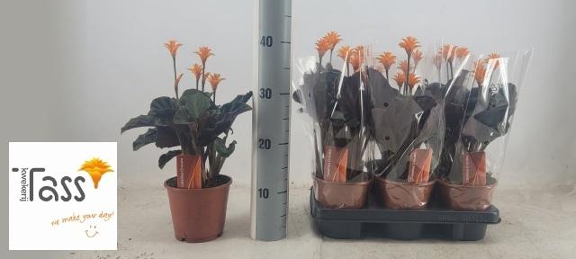 <h4>CALAT CROCATA</h4>