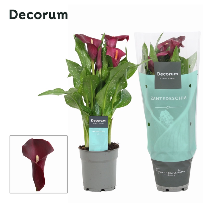 <h4>Zantedeschia Bordeaux Rood (Decorum)</h4>