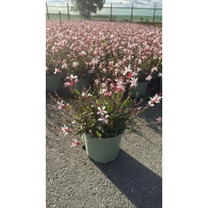 Gaura Belleza Dark Pink