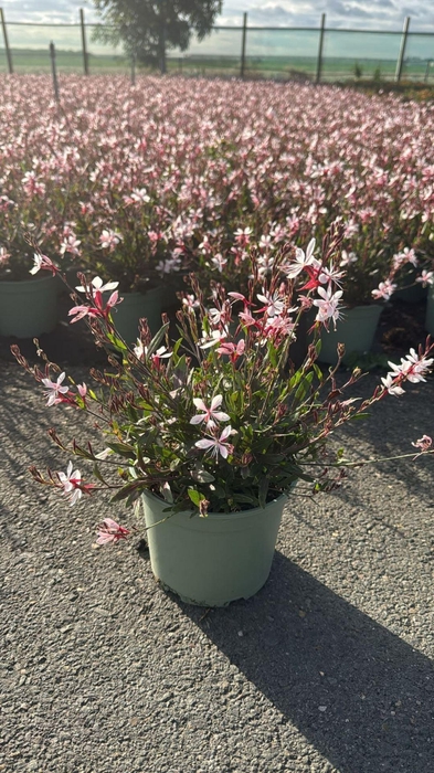 <h4>Gaura Belleza Dark Pink</h4>