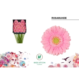 GE MI Rosamunde diamond x60