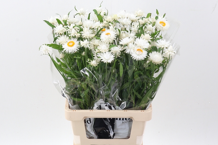 <h4>Helichrysum Ov</h4>