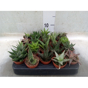 Aloe   ...mix
