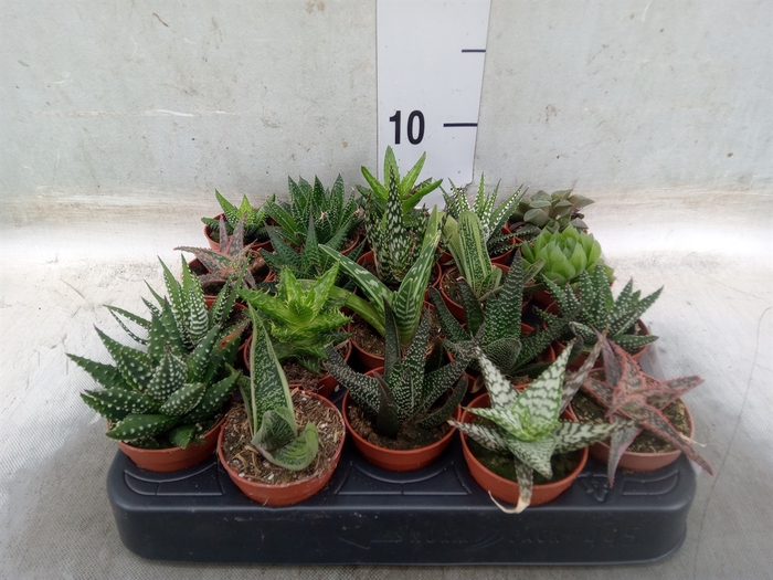<h4>Aloe   ...mix</h4>