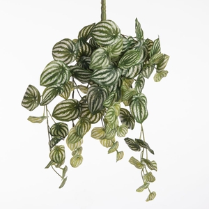 Af Hangpl Peperomia Groen X12