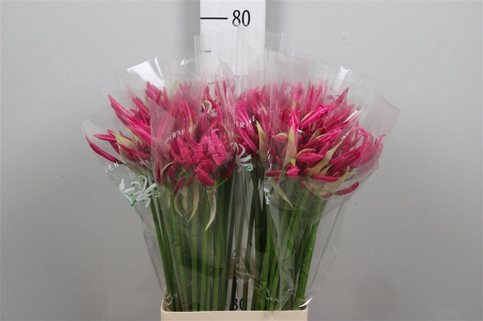 <h4>Ne Bo Alexandra</h4>