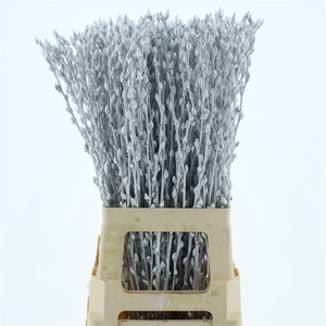 Salix Snow Flake Klb Silver