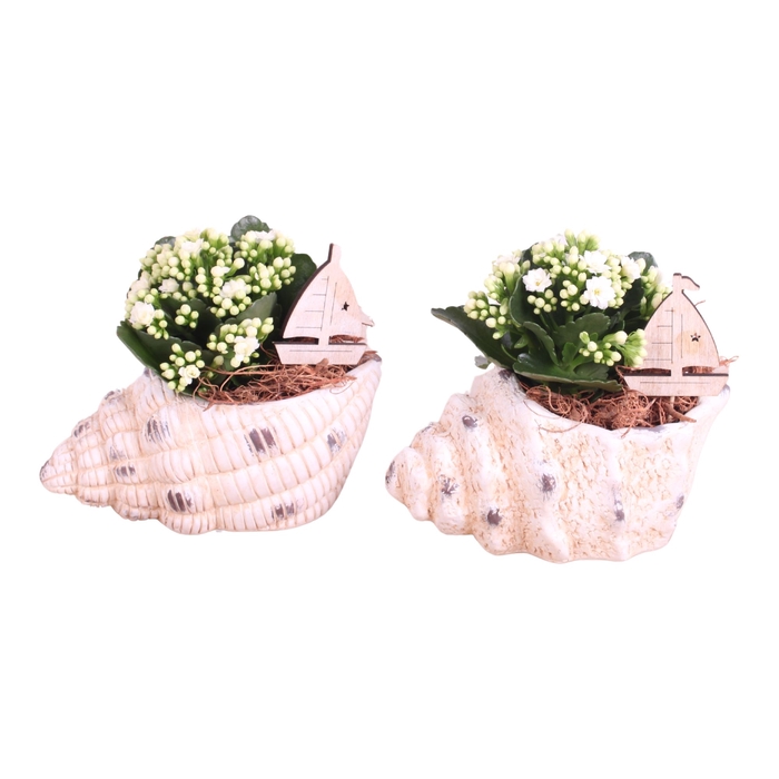 <h4>Opm Maritime Arr. Indoor Ceramic SeaShell Pot Mix</h4>